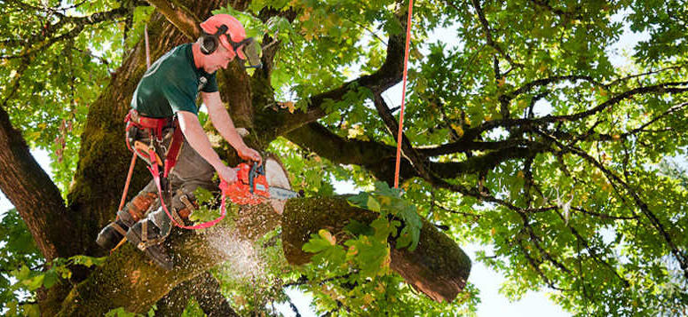 tree service Tampa